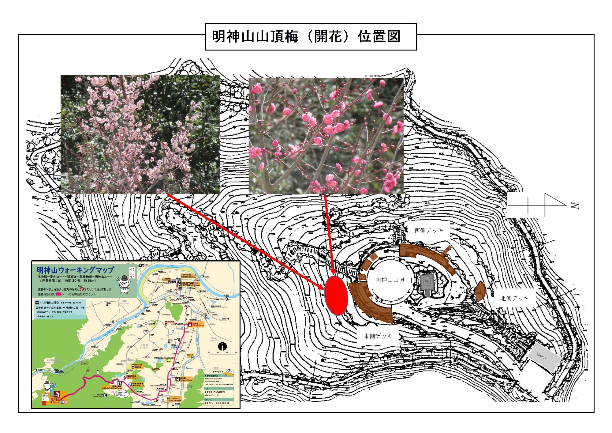 明神山山頂梅開花一図（山頂から見て南側に開花）