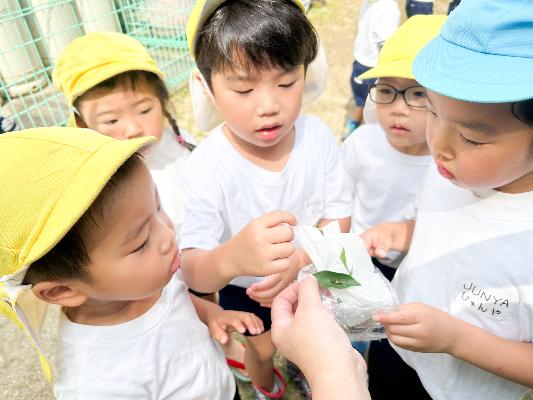 蝶の幼虫