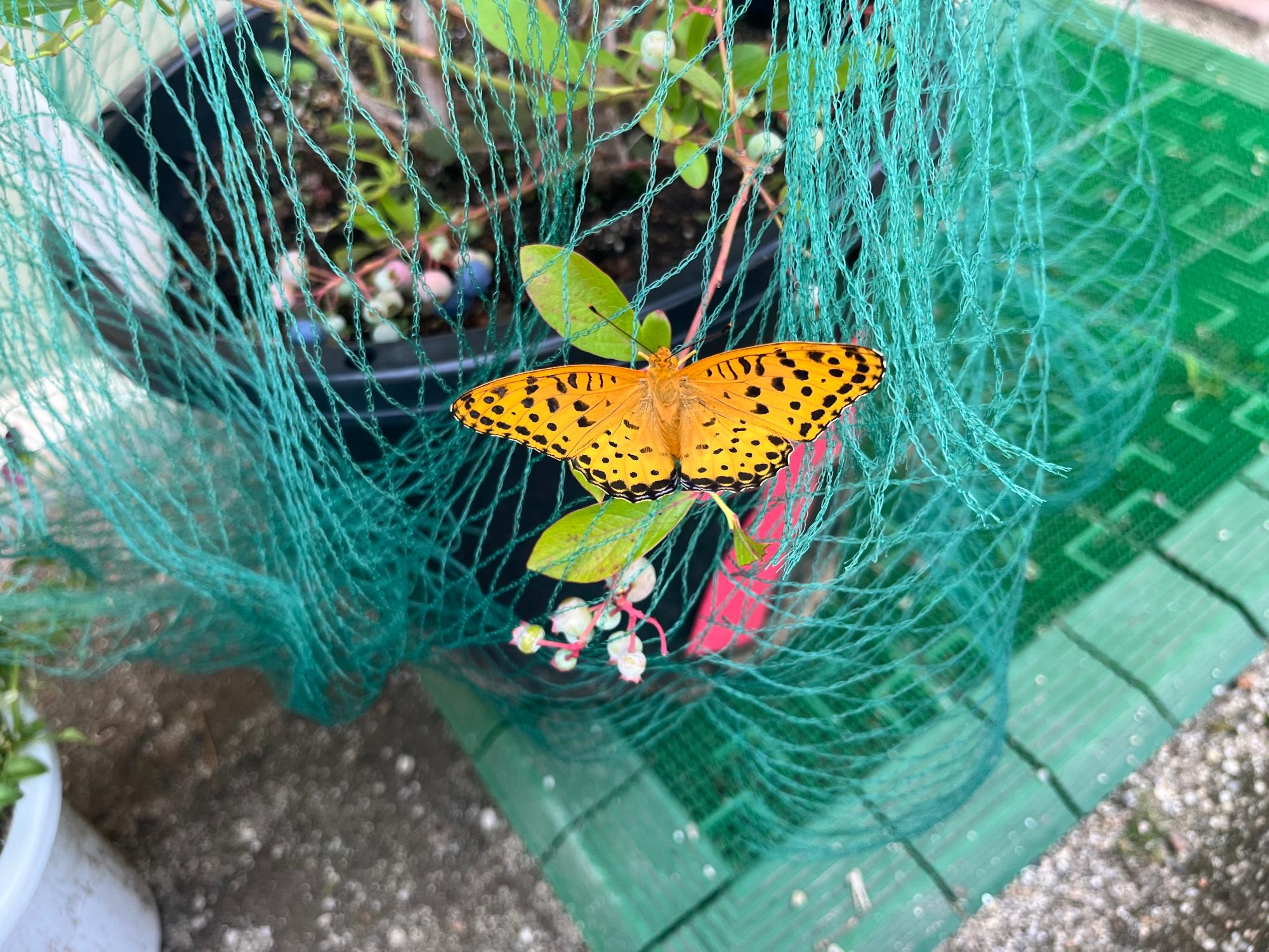 自然保育